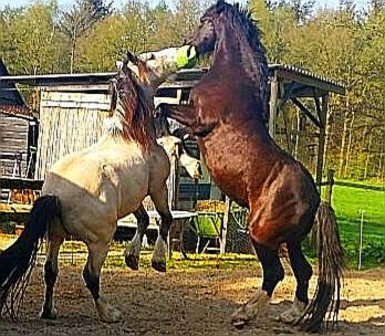 Bed&Breakfast Het Oude Bos Wijnjewoude Eksteriør billede